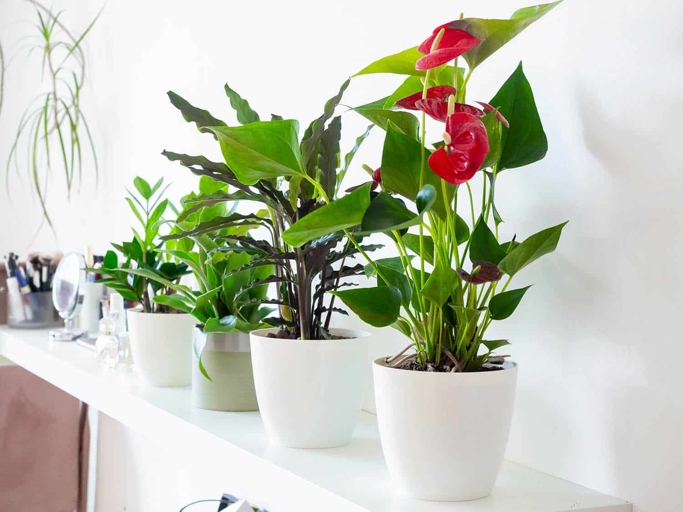 The first step to solving anthurium root rot is to unpot the plant and dry out the root system.