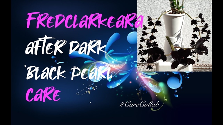 The Fredclarkeara After Dark 'SVO Black Pearl' is a beautiful black orchid that is perfect for adding a touch of elegance to any home.
