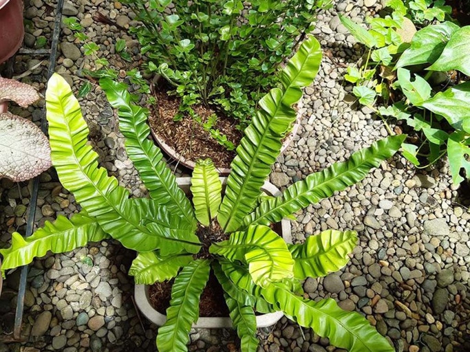 The frequency with which you water your ferns is affected by a number of factors, including the type of fern, the climate, and the potting mix.