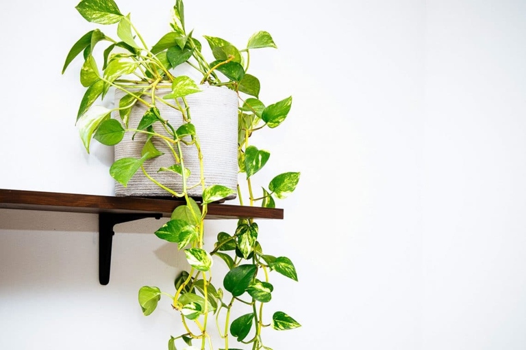 The Golden Pothos, also known as the Devil's Ivy, is a fast-growing, easy-to-care-for vine that can reach up to 10 feet in length.