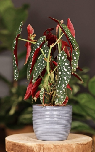The growth habit of Begonia Maculata Wightii is a trailing plant that can reach up to 2 feet in length.