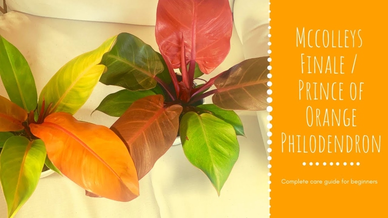The growth habit of Philodendron McColley's Finale is similar to that of Prince of Orange.