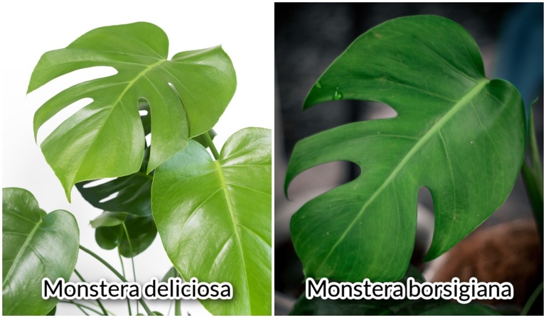 The growth rate of Monstera Deliciosa is much faster than that of Borsigiana.