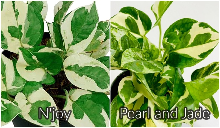 The growth rate of Pearl and Jade Pothos is slower than that of Marble Queen.