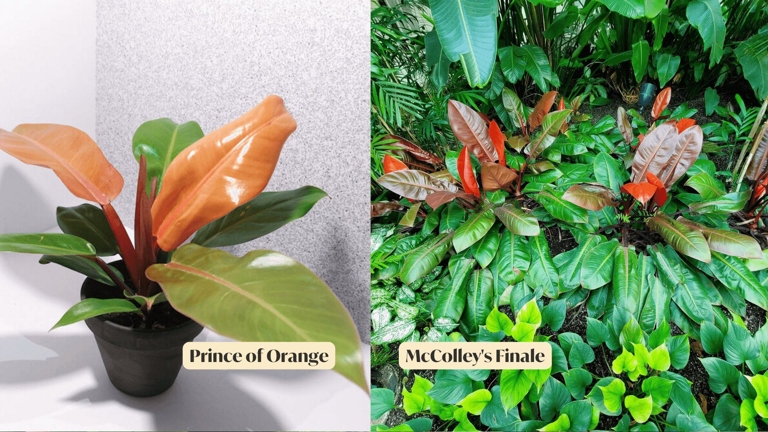 The growth zones of Philodendron McColley's Finale and Prince of Orange are similar in that they both need well-drained soil and full sun to partial shade.
