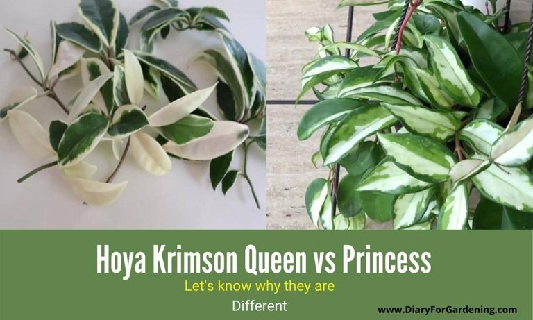 The Hoya Krimson Queen leaves have a creamy white margin, while the Hoya Princess leaves do not.