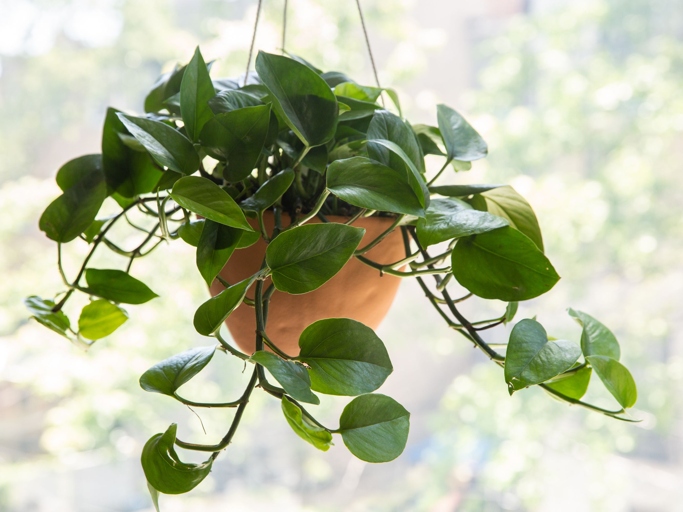 The ideal temperature for pothos is between 65 and 80 degrees Fahrenheit.