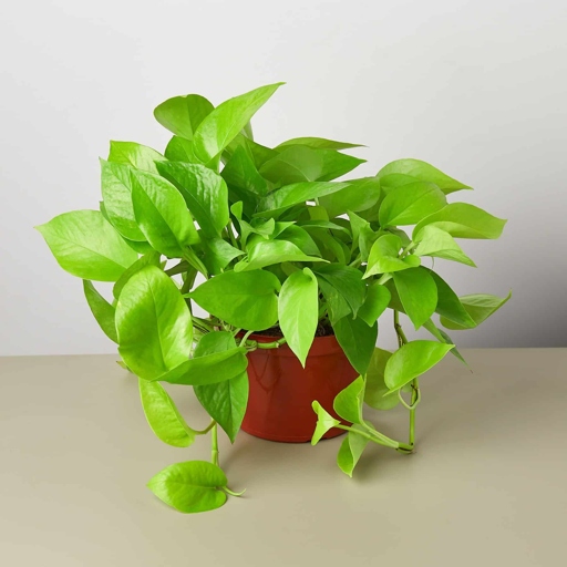 The instructions for caring for a Philodendron Lemon Lime are very similar to those for a Neon Pothos.