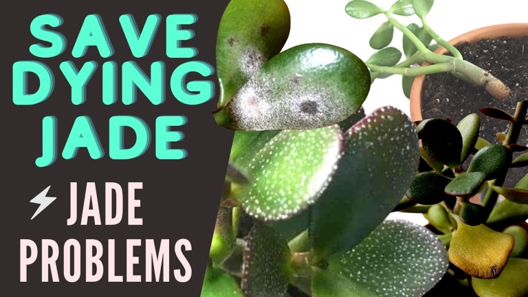 The jade plant is a succulent, so it has shallow roots that are easily damaged.
