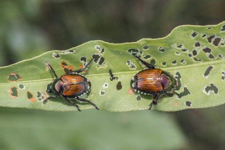 The Japanese beetle is one of the most common causes of holes in money tree leaves.