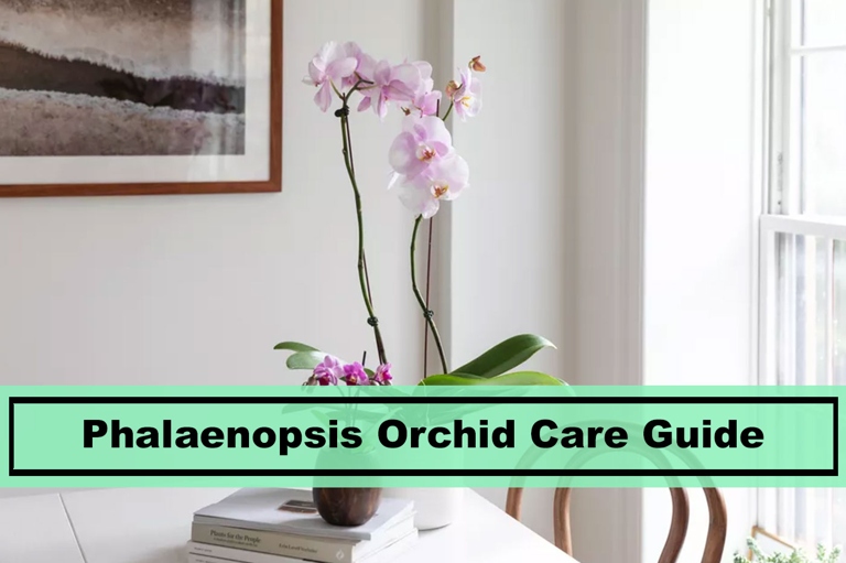 The Jewel Phals Orchid Media Ratios article provides tips on how to create the perfect potting mix for your orchids.