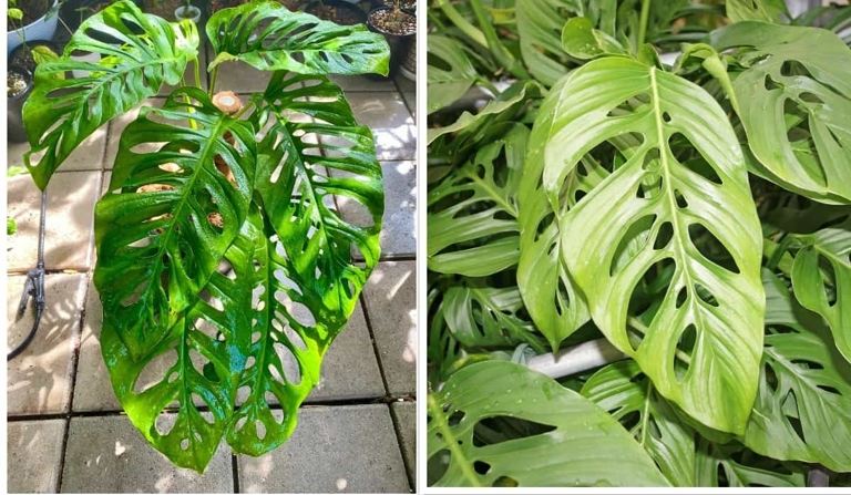 The key takeaway from this article is that Monstera Adansonii and Epipremnoides are two very similar plants.