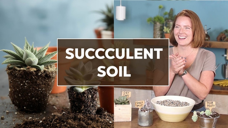 The key takeaways from this article are that you can use cactus soil for orchids, and that you should mix it with other ingredients to create the perfect potting mix recipe for your orchids.