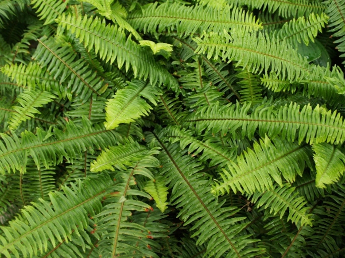 The Kimberly Queen Fern is native to Australia, while the Boston Fern is native to the northeastern United States.