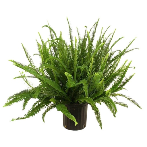 The Kimberly Queen Fern is significantly cheaper than the Boston Fern, making it a more popular choice for those on a budget.