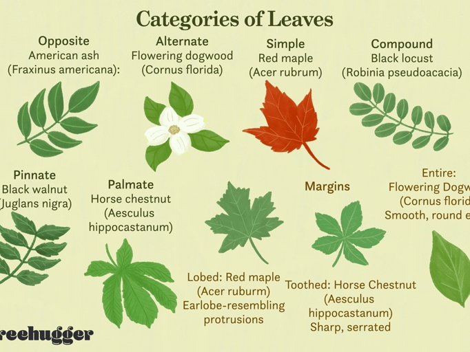 The leaf shape is one of the most noticeable differences between the two plants.