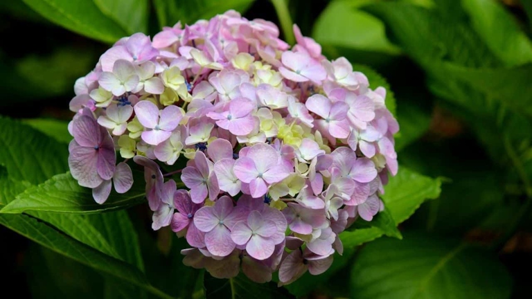 The leaves and flowers of the hydrangea should not be watered, as this can lead to overwatering and cause the plant to become unhealthy.