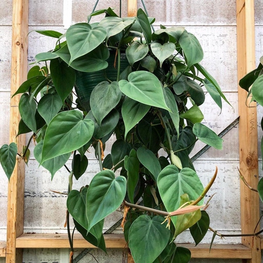 The leaves of a Manjula Pothos are heart-shaped with a glossy texture, while the leaves of a Marble Queen are oval-shaped with a matte texture.