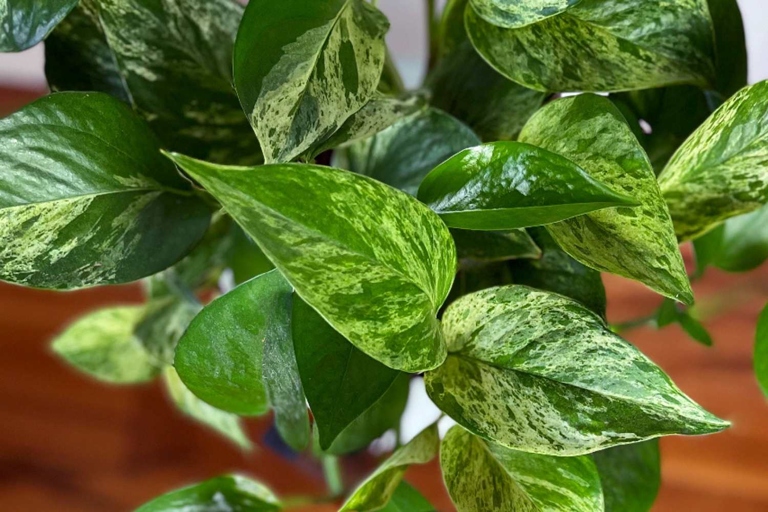 The leaves of a Marble Queen pothos are large, glossy, and have a marbled texture, while the leaves of a Golden pothos are smaller, duller, and have a smooth texture.