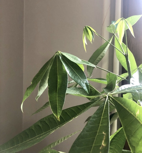 The leaves of a money tree may develop brown spots due to temperature stress.