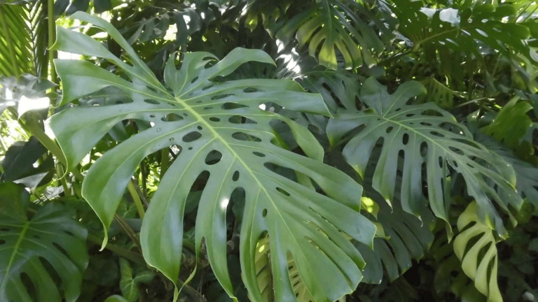 The leaves of a Monstera plant have natural holes that increase in number as the plant ages.