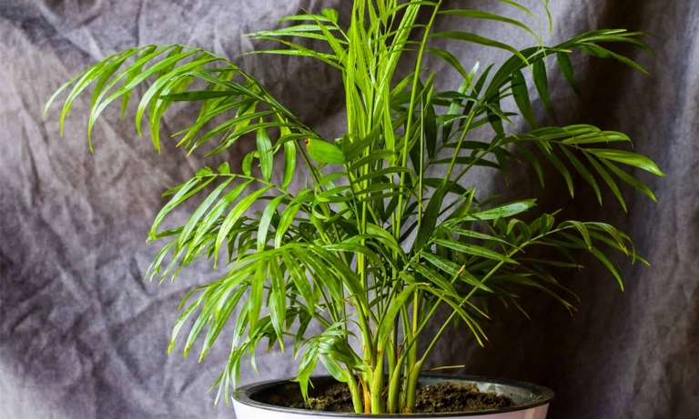The leaves of a Parlor Palm are green, while the leaves of an Areca Palm are yellow.