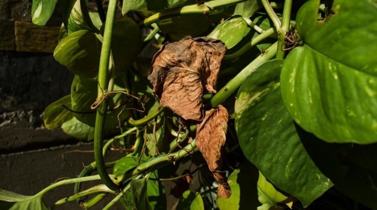 The leaves of a pothos plant can turn black if the temperature drops too low.
