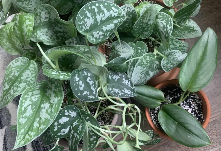 The leaves of a satin pothos (Scindapsus) can curl due to temperature stress.