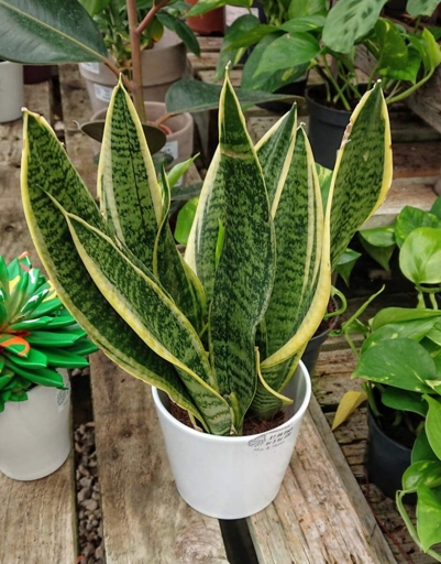 The leaves of a snake plant will turn from brown to yellow if they are not getting enough water.