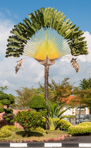 The leaves of a traveler's palm are much larger than those of a bird of paradise.