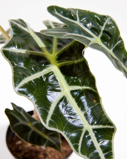 The leaves of Alocasia Bambino are a deep green, while the leaves of Polly are a light green.