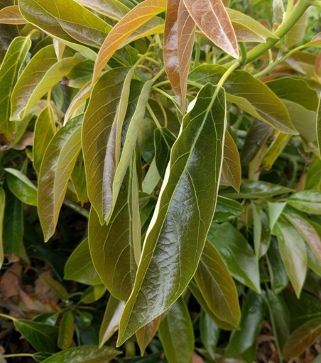 The leaves of an avocado plant can curl due to a lack of light.