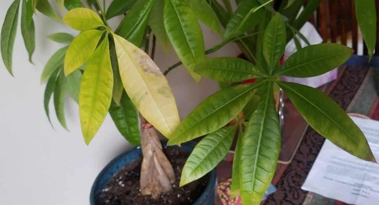 The leaves of an overwatered money tree will begin to turn yellow and fall off.