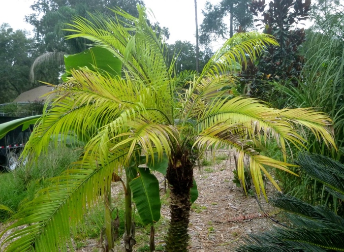 The leaves of an overwatered palm tree are pale and limp.