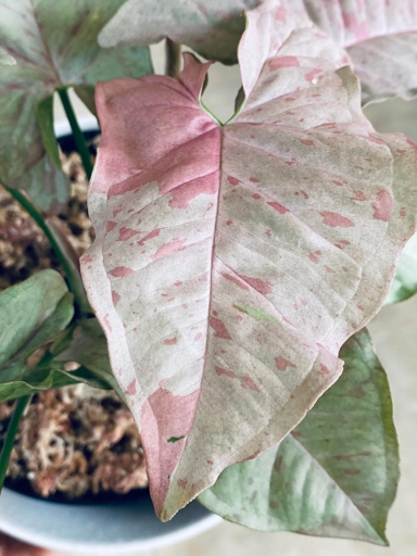 The leaves of Syngonium Confetti are variegated with white, while the leaves of Pink Splash are solid green.