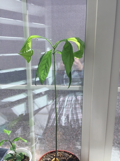 The leaves on my avocado tree are curling and I don't know why.