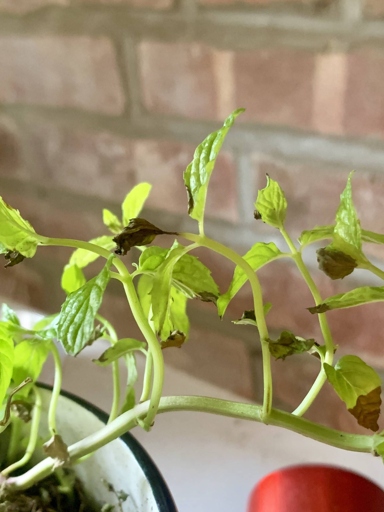 The leaves on my mint plant are brown and crunchy.