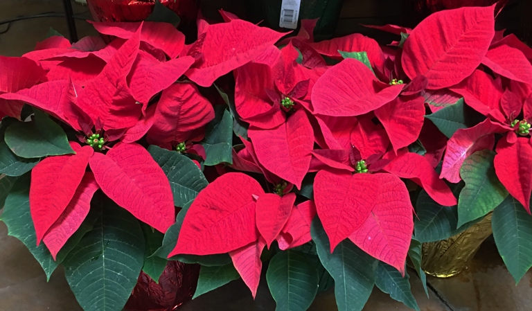 The leaves on my poinsettia are curling. What should I do?