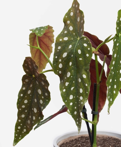 The leaves on your begonia are turning brown because it is getting too much sun.