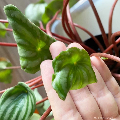 The light/dark rings are a common symptom of peperomia leaves curling.
