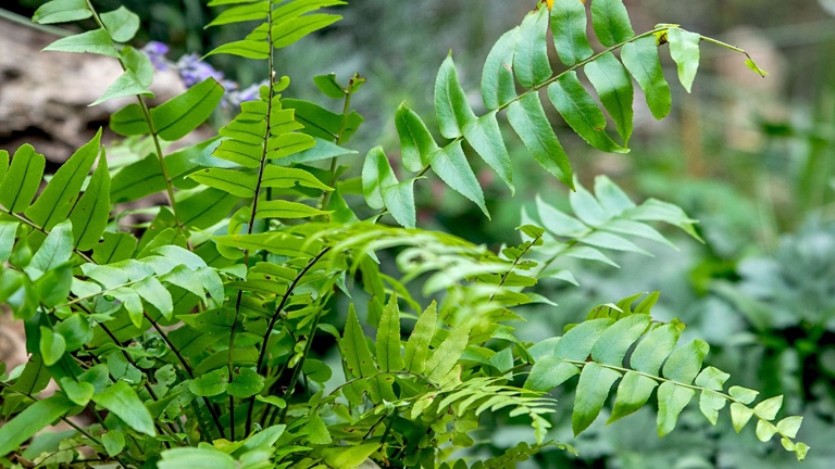 The Macho Fern is a species of fern that is native to Mexico and Central America.