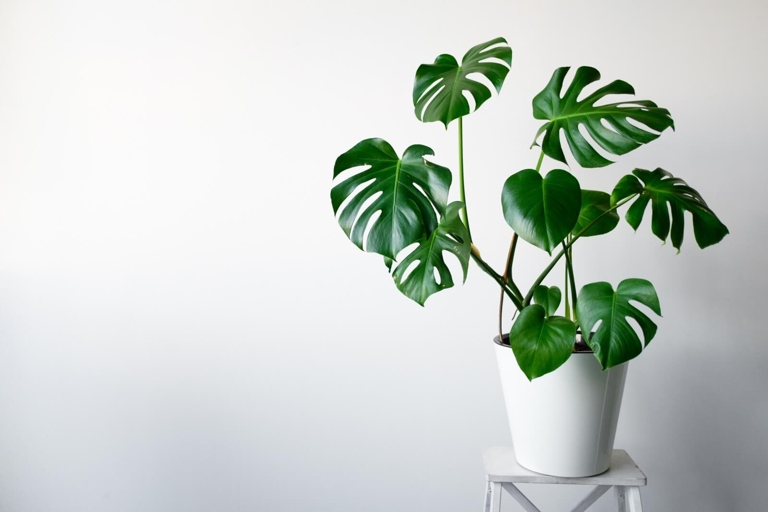The main difference between Rhaphidophora tetrasperma and Monstera deliciosa is that Rhaphidophora tetrasperma is a self-heading climber, meaning it does not require support to grow, whereas Monstera deliciosa is a vine that needs something to climb.