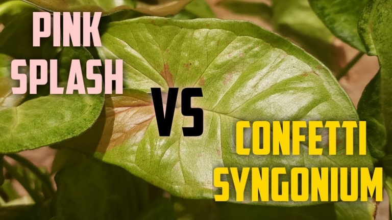The main difference between Syngonium Confetti and Pink Splash is the color of their leaves.