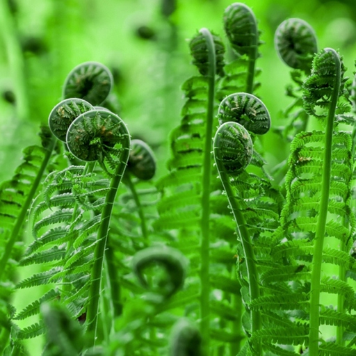 The main ways to tell them apart correctly are by their fiddleheads, fronds, and pot size.