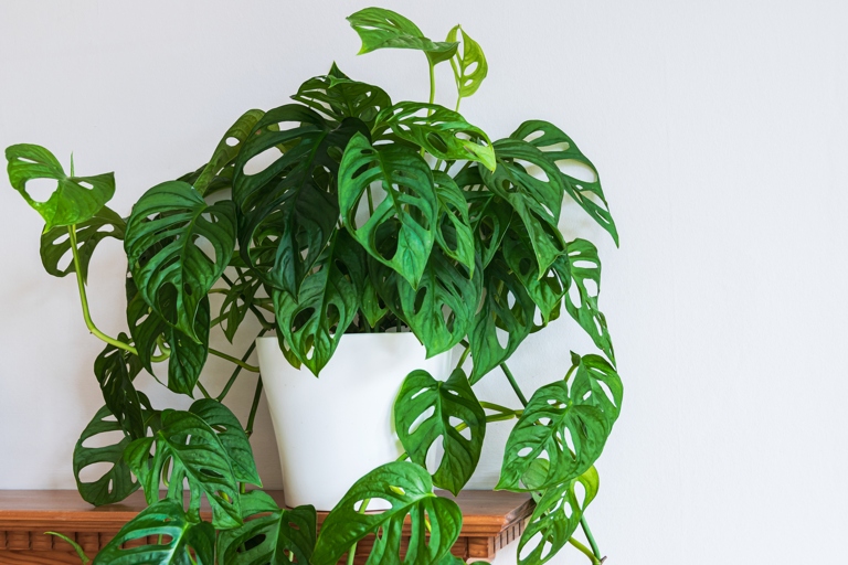 The Monstera Deliciosa and Adansonii are two very similar looking plants, but there are a few key differences between the two.