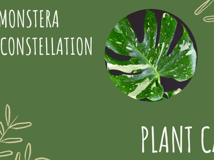 The Monstera deliciosa and the Monstera borsigiana are two very similar plants. The main difference between the two is that the Monstera deliciosa is more commonly found in the wild, while the Monstera borsigiana is more commonly found in captivity.