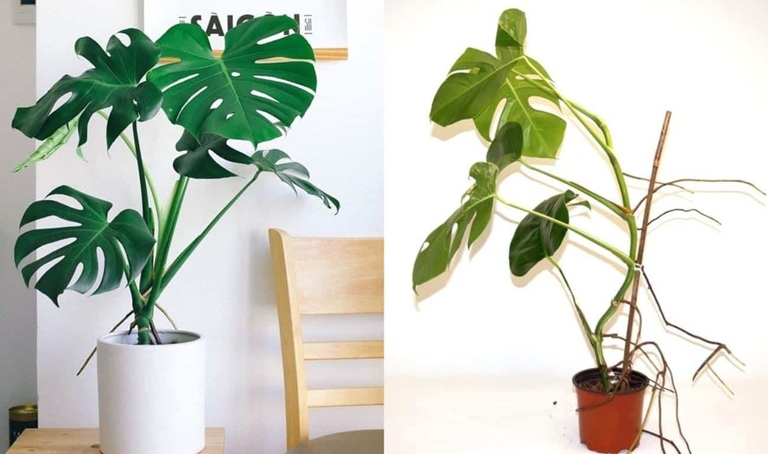 The Monstera Deliciosa has significantly larger leaves than the Borsigiana, making it an ideal choice for those looking for a more substantial plant.