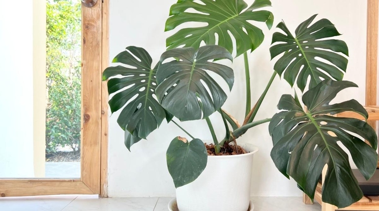The Monstera Deliciosa is a large, evergreen vine that can grow up to 20 feet in length. The Adansonii, on the other hand, is a much smaller plant that only reaches about 6-8 feet in height.