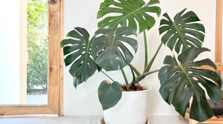 The Monstera is a tropical plant that can grow up to 20 feet tall.