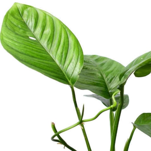 The Monstera Lechleriana and Monstera Adansonii are both tropical plants that can grow to be quite large.